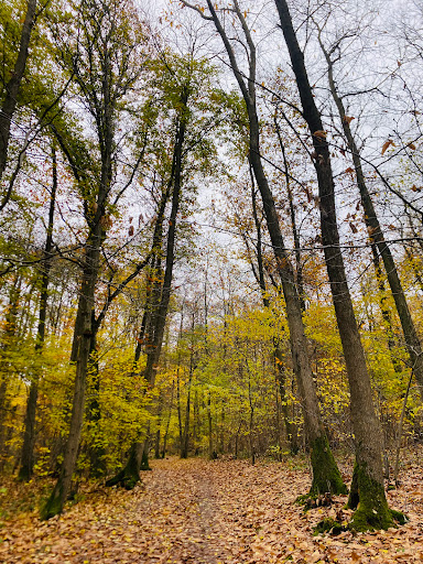 Forêt Communale de Gif-sur-Yvette - Thumbnail