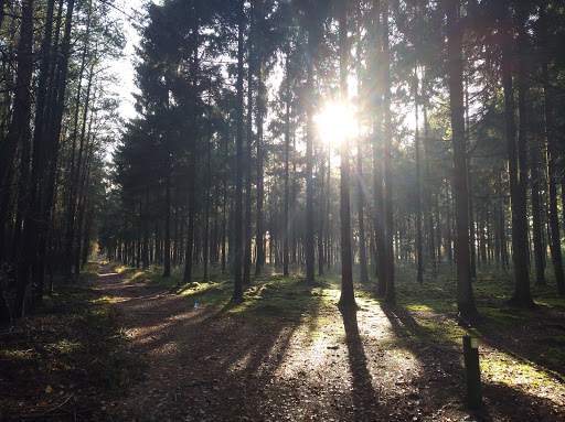 Westerrode
