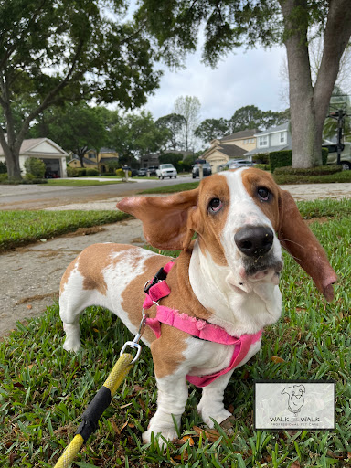 Walk the Walk Professional Pet Care - Thumbnail