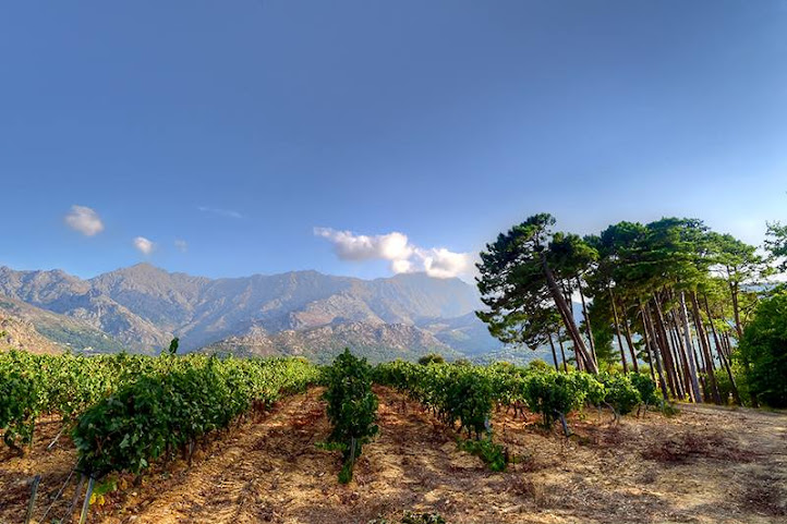 Domaine MAESTRACCI by null
