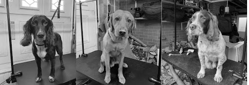 The Dog House Gloucester