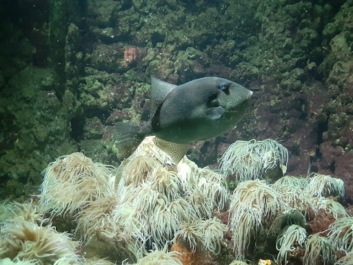 Aquarium of Rhodes - Hydrobiological Station HCMR - Thumbnail