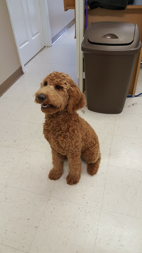 The Dirty Dog Grooming Salon & Doggie Daycare Gallery - United States