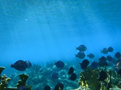 Photos of Nikki's Coral Garden