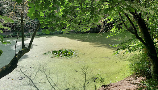 Small pond