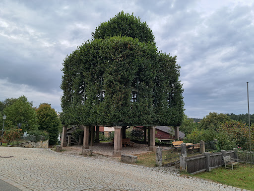 Peesten Tanzlinde - Thumbnail