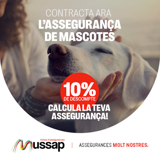 Mussap - Visual
