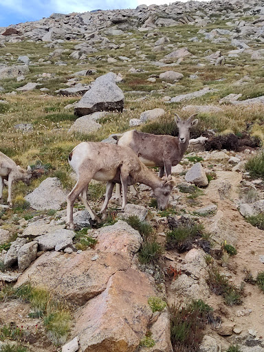 Mount Evans Wilderness - Thumbnail