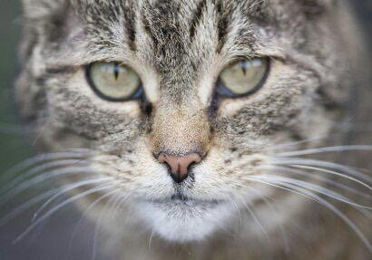 Bild: Tierarztpraxis Tenhaven Vom Inhaber