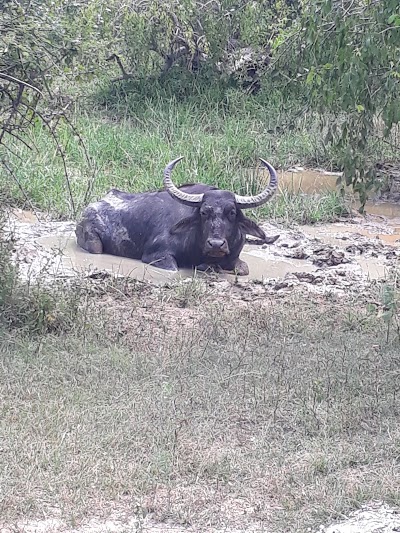 Photos of Yala Leopard Mobile Camp