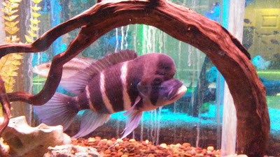 African Adventure Aquarium Services