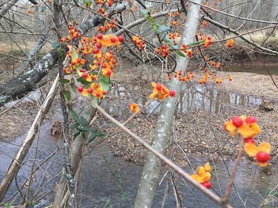 Stone Bridge loop trail