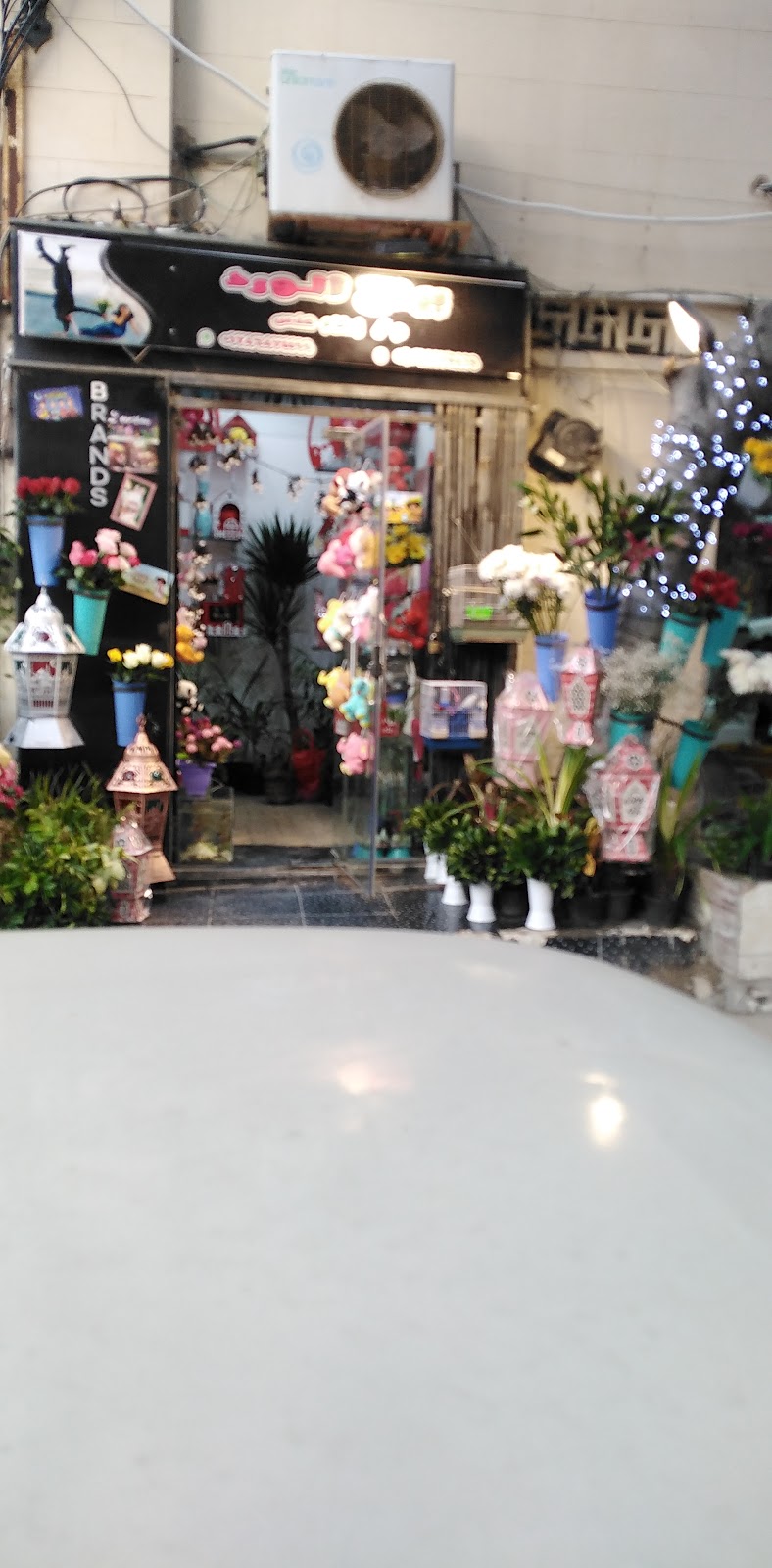 Lili Rose - صورة 2