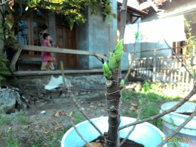 Photos of Kebun Tin Demak