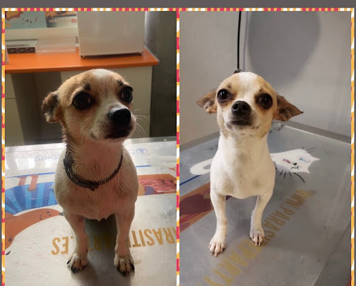 HAPPYPET Centro Veterinario - Peluqueria & Spa