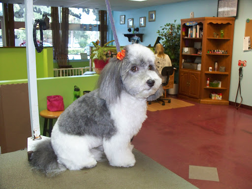 Deb's Perky Puppy Gallery - United States