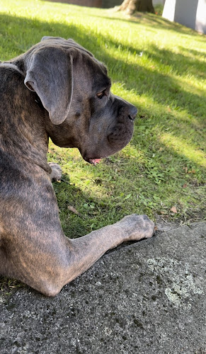 Il Protettore della Famiglia Cane Corso Kennel