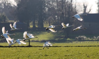 Photos of Ringmoylan Birdwatching