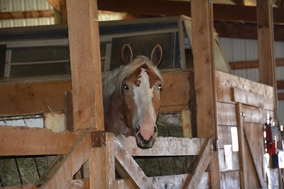 Fraser School of Driving, Wild Horse Books & Art, Mountain View Arena