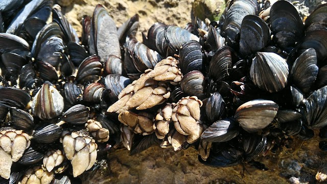 Guincho Beach