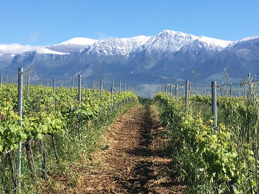 Cantine Viola - Visual