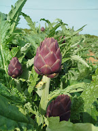 Le cabanon bio à Rousset