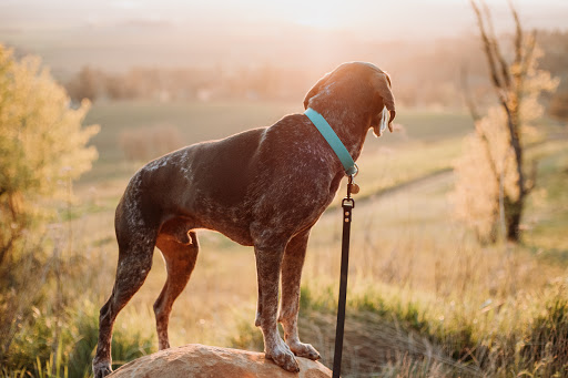 Pacific Hound - Thumbnail