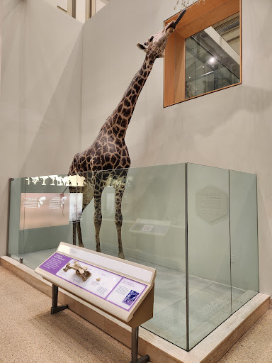 Smithsonian National Museum of Natural History Store - Thumbnail