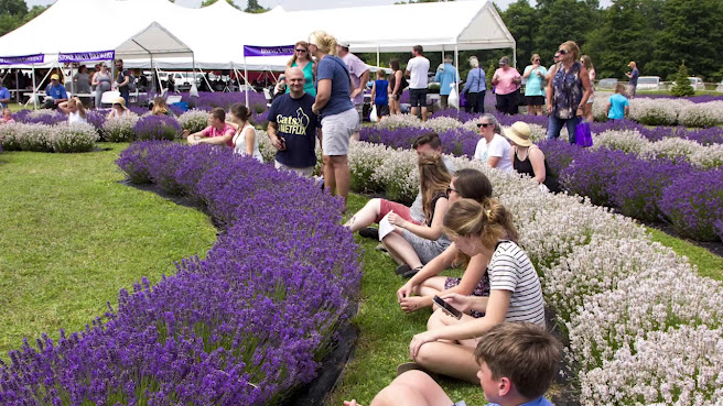 Fragrant Isle Lavender Farm & Shop by null