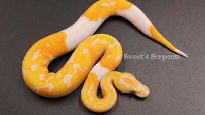 Sweet4Serpents