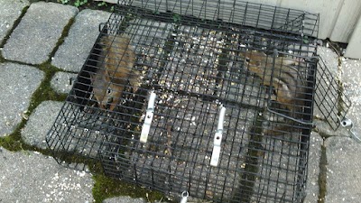 Pest Animal Removal Green Bay