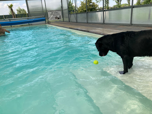 Wellness Dog - Visual
