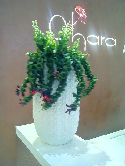Photos of Ohara Flowers
