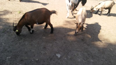 Photos of Kr&uuml;zen Zoo