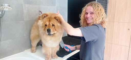 RealVets Centro Veterinario