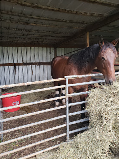 Athens Equine - Todd K. Laughrey DVM, PC