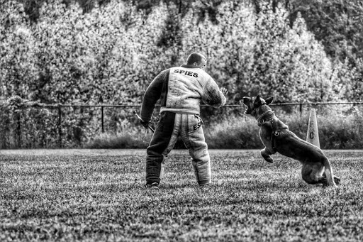 Eastern Shore K9 Solutions - Thumbnail