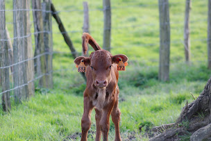 Photo n°17 de Ferme des Cowboys à Venansault (Magasin de produits de la ferme)