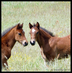 Photo n°6 de Haras d'Hurl'vent à Valherbasse (Éleveur de chevaux)