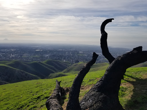 Two Trees - Visual