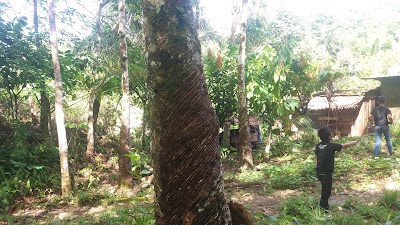 Photos of Perkebunan Karet A.Periaman Gea