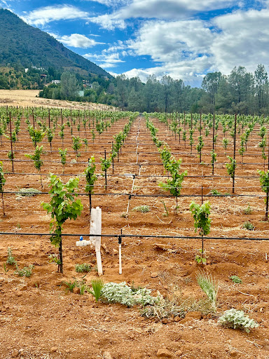 Farm to Bottle Vineyard Management - Thumbnail