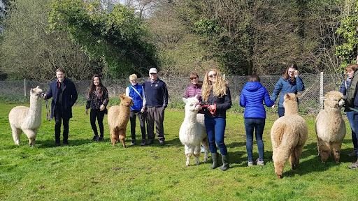 Hensting Alpacas