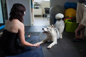 Photo n°11 de Ostéoanimaux à Saint-Paul-lès-Dax (Physiatre)