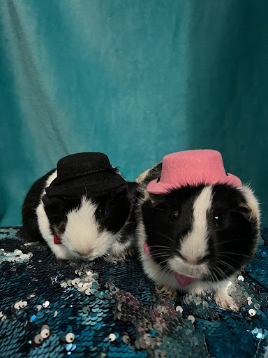 TopHatPets.com - Visual