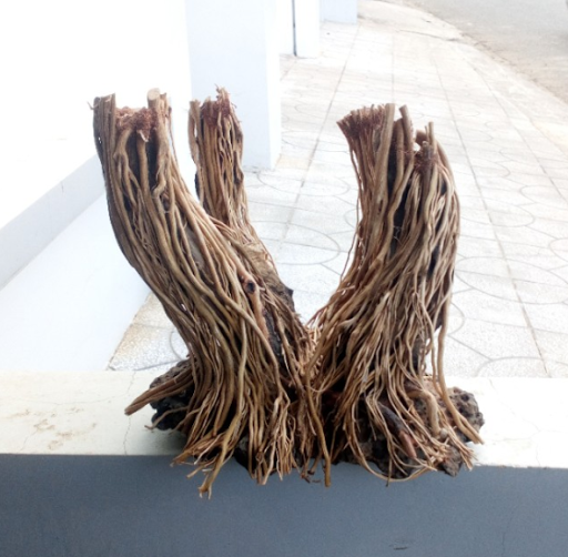 Minifiss Bonsai Driftwood