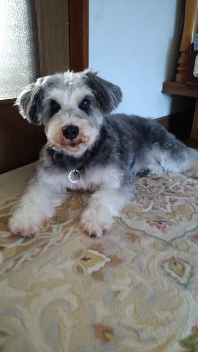 ドッグサロンスマイル