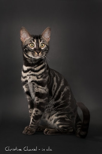 KAWALIK BENGAL elevage chat - Thumbnail