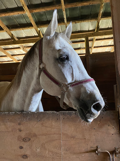 Grand Strand Horseback Riding - Thumbnail