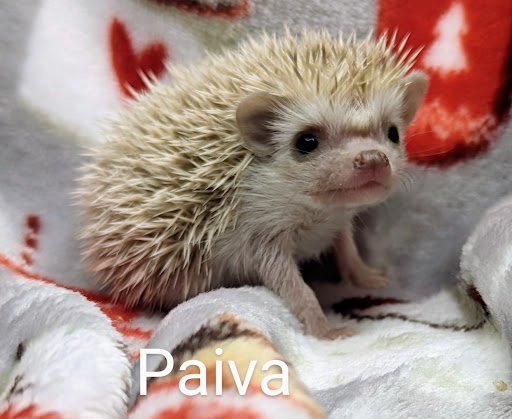 Quirky Quills Hedgehogs - Thumbnail
